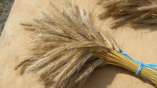 bildungsnetzwerk naturkost