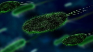 pixabay_bacteria-106583_1920.jpg