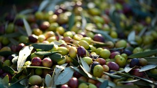 Pixabay_olives-253264_1920.jpg