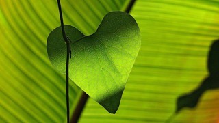 Pixabay green-547400_1920.jpg